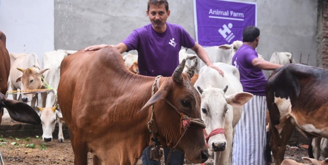 Qurbani - India  (whole animal)