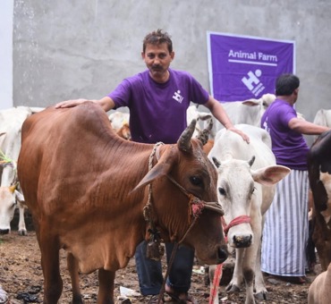 India (Full Cow)