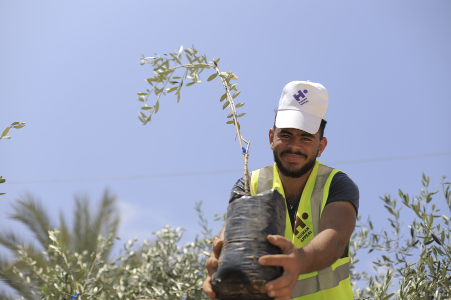 Olive Trees