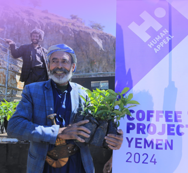 Coffee Trees in Yemen