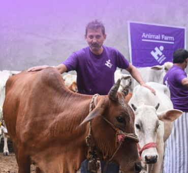 India (Full Cow)