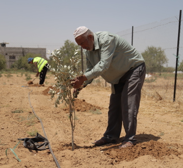 Olive Trees